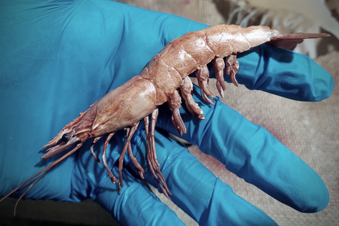 Props Fabrication · Animals, Fish