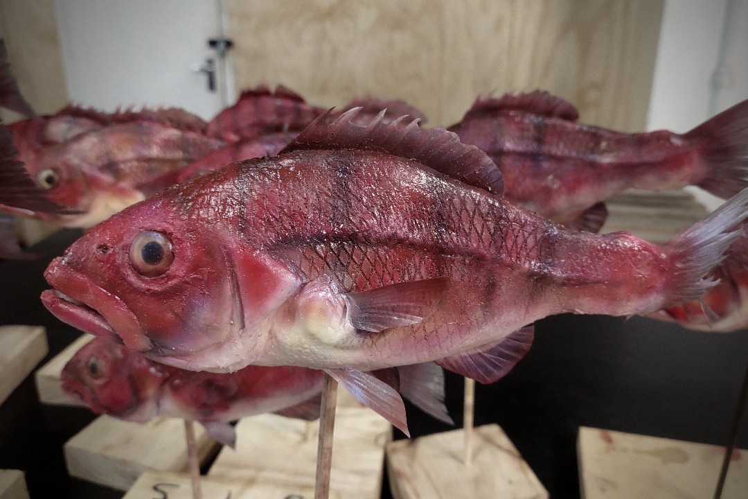 Props Fabrication · Animals, Fish