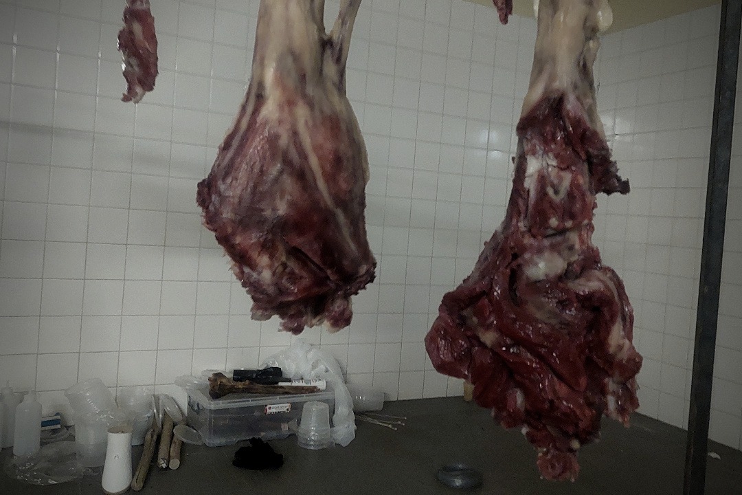 Props Fabrication · Animals, Fish