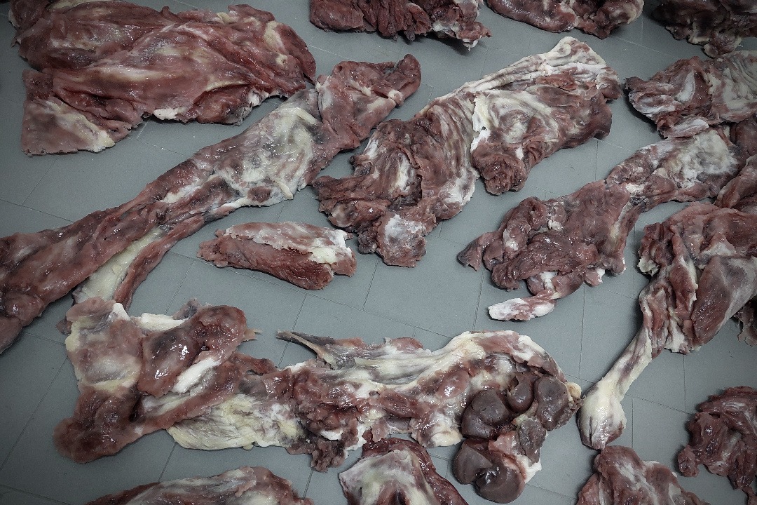 Props Fabrication · Animals, Fish