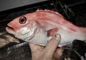 Animals, Fish