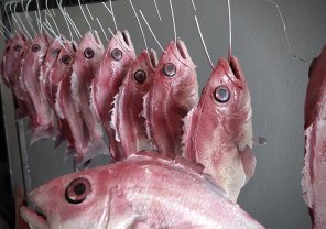 Animals, Fish