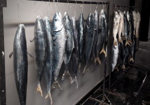 Animals, Fish