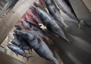 Animals, Fish