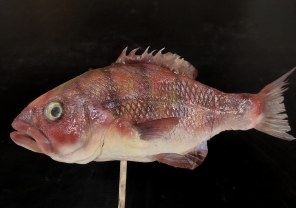 Animals, Fish