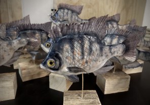 Animals, Fish