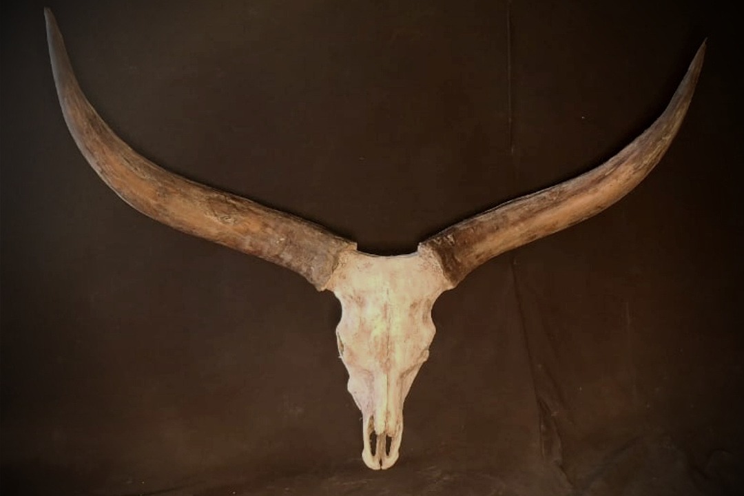 Props Fabrication · Animal Skulls, Tusks, etc..