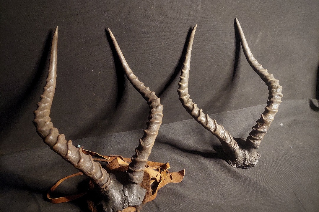 Props Fabrication · Animal Skulls, Tusks, etc..
