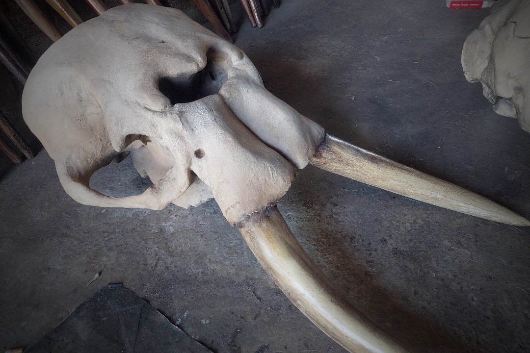 Props Fabrication · Animal Skulls, Tusks, etc..