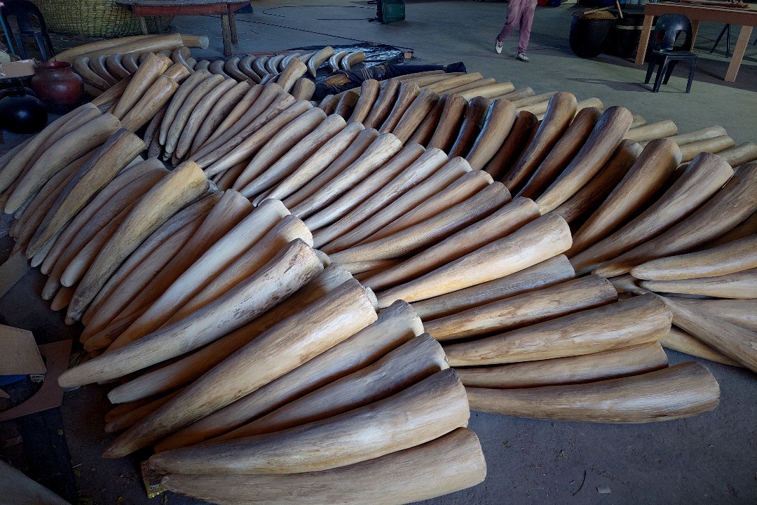 Props Fabrication · Animal Skulls, Tusks, etc..