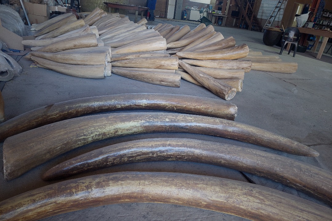 Props Fabrication · Animal Skulls, Tusks, etc..