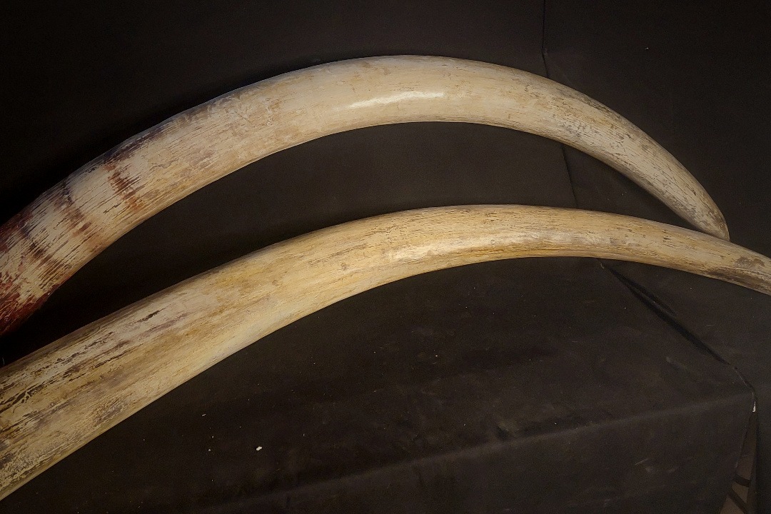 Props Fabrication · Animal Skulls, Tusks, etc..
