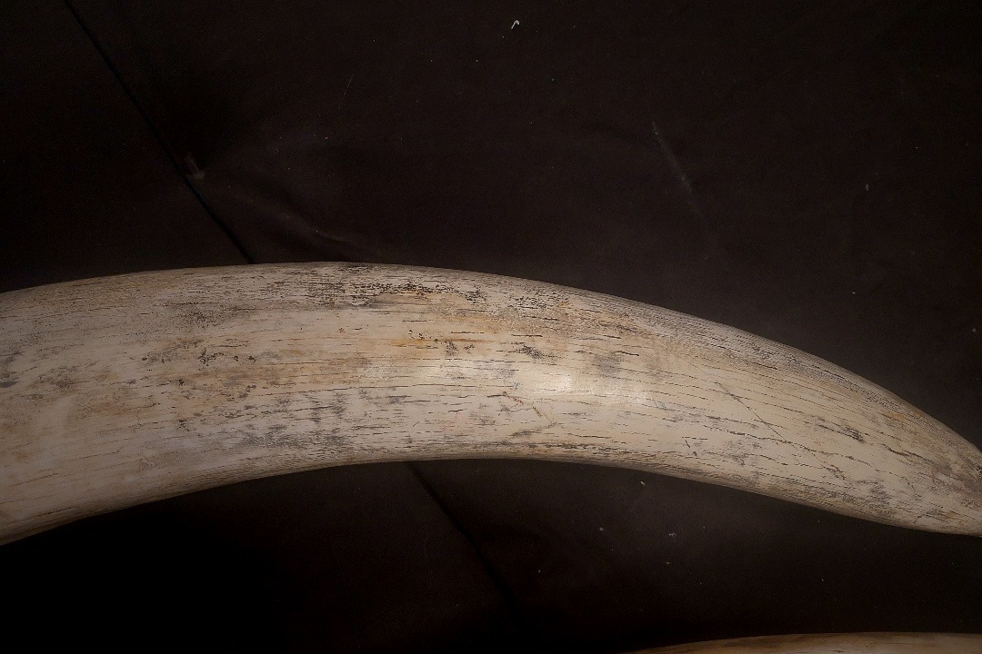 Props Fabrication · Animal Skulls, Tusks, etc..