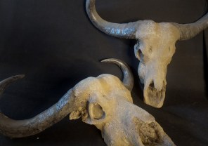 Animal Skulls, Tusks, etc..
