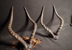 Animal Skulls, Tusks, etc..