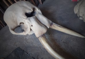 Animal Skulls, Tusks, etc..