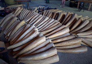 Animal Skulls, Tusks, etc..