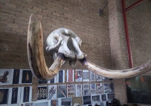 Animal Skulls, Tusks, etc..