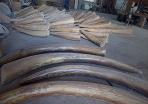 Animal Skulls, Tusks, etc..