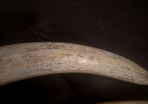 Animal Skulls, Tusks, etc..