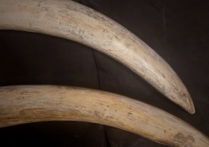 Animal Skulls, Tusks, etc..